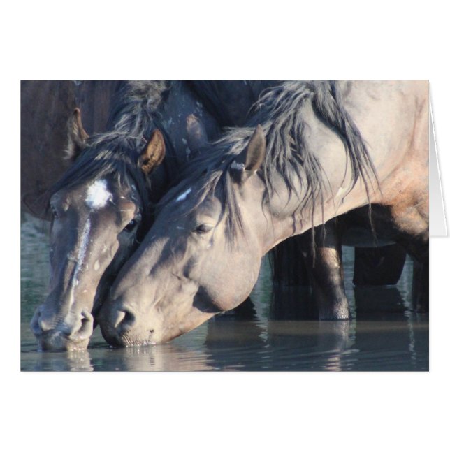 Wilde Pferde trinken am Wasserloch. (Vorderseite (Horizontal))