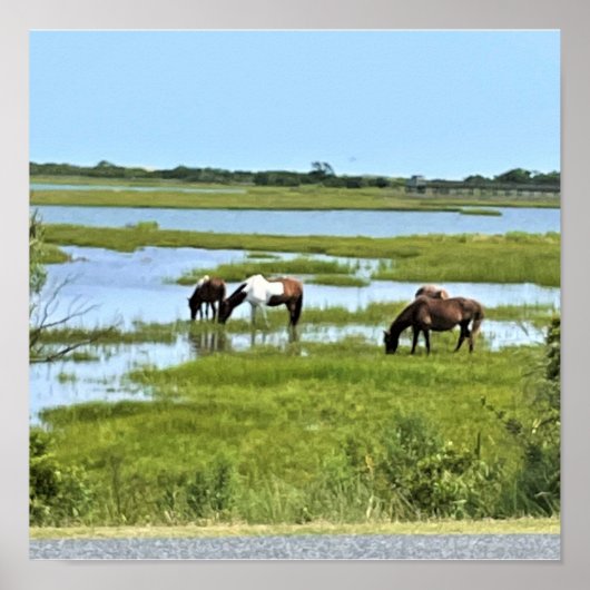 Wilde Pferde von Assateague Poster (Vorne)