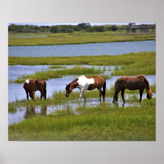Wilde Pferde von Assateague Poster (Vorne)