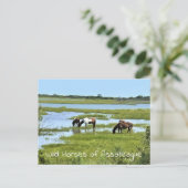 Wilde Pferde von Assateague Postkarte (Stehend Vorderseite)