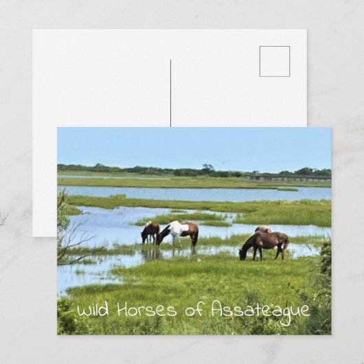 Wilde Pferde von Assateague Postkarte (Vorne/Hinten)