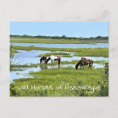 Wilde Pferde von Assateague Postkarte (Vorderseite)