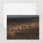 Wilde Pferde wandern in die Wüste Postkarte (Vorne/Hinten)