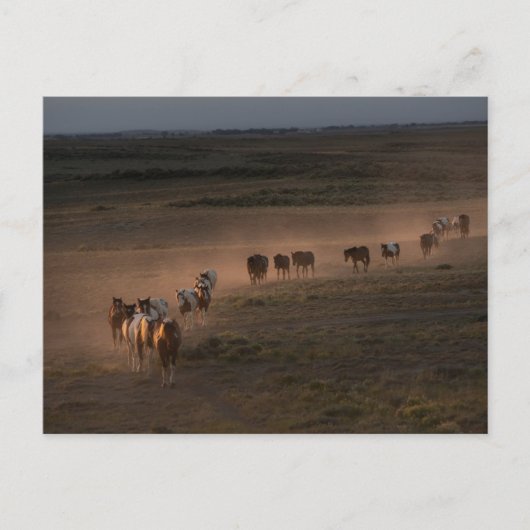 Wilde Pferde wandern in die Wüste Postkarte (Vorderseite)