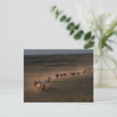 Wilde Pferde wandern in die Wüste Postkarte (Stehend Vorderseite)
