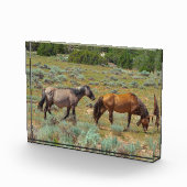 Wilde Pferde weiden Fotoblock (Rechts)