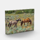 Wilde Pferde weiden Fotoblock (Links)