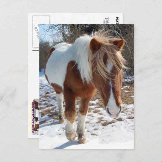 Wilde Pferde, wild lebende Tiere, Postkarte (Vorne/Hinten)