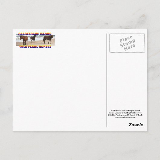 Wilde Pferde, wild lebende Tiere, Postkarte (Rückseite)