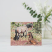 Wilde Pferde, Wildtiere, Postkarten (Stehend Vorderseite)
