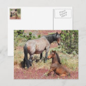 Wilde Pferde, Wildtiere, Postkarten (Vorne/Hinten)