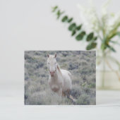 Wilde Pferde, Wildtiere, Postkarten (Stehend Vorderseite)
