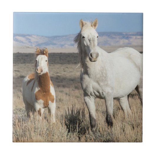 Wilde Pferde zu Hause im Sandwash Basin Fliese (Vorderseite)