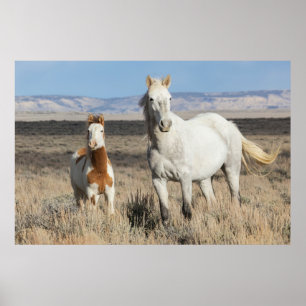 Wilde Pferde zu Hause im Sandwash Basin Poster