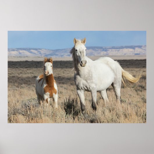 Wilde Pferde zu Hause im Sandwash Basin Poster (Vorne)