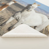 Wilde Pferde zu Hause im Sandwash Basin Sherpadecke (3/4)