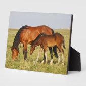 Wilde Pferdemutter und Kalte Weide Fotoplatte (Seite)