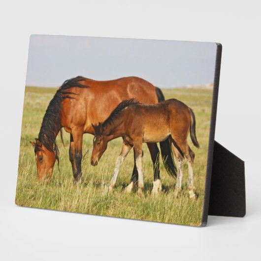 Wilde Pferdemutter und Kalte Weide Fotoplatte (Seite)