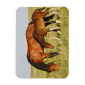 Wilde Pferdemutter und Kalte Weide Magnet (Vertikal)