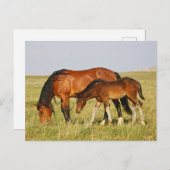 Wilde Pferdemutter und Kalte Weide Postkarte (Vorne/Hinten)