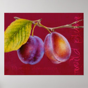 Wilde Pflaume - Prunus domestica-Poster (reich rot Poster
