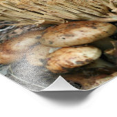 Wilde Pilze 10x8 Natur Fotodruck (Ecke)