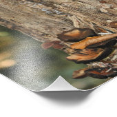 Wilde Pilze auf Baum 10x8 Natur Fotodruck (Ecke)