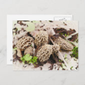 Wilde Pilze, Postkarte (Vorne/Hinten)