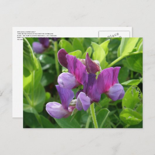 Wilde Platterbsen, Insel Unalaska Postkarte (Vorne/Hinten)