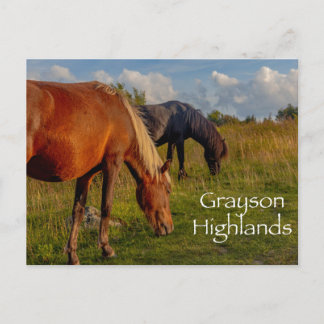 Wilde Ponies im Grayson Highlands Staat Park Postkarte