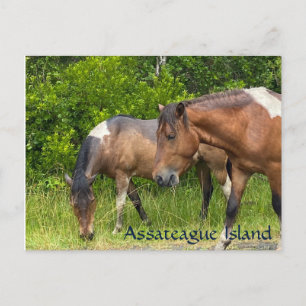 Wilde Ponys auf der Insel Assateauge Postkarte