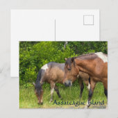 Wilde Ponys auf der Insel Assateauge Postkarte (Vorne/Hinten)