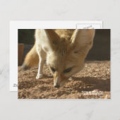 Wilde Postkarte - Fennec (Vorne/Hinten)