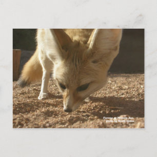 Wilde Postkarte - Fennec