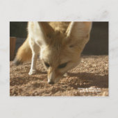 Wilde Postkarte - Fennec (Vorderseite)