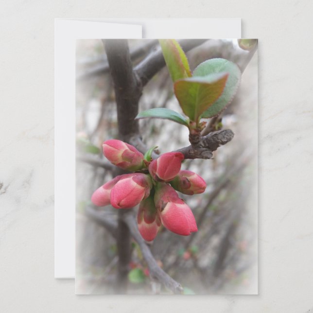 wilde Quitten blühen (Vorderseite)