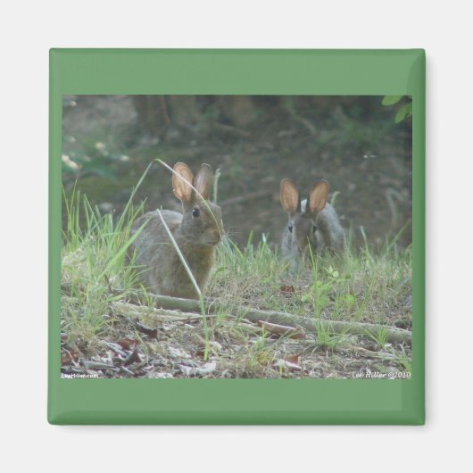 Wilde Rabbits Eastern Cottontail Pair Apparel Gesc Magnet (Vorne)
