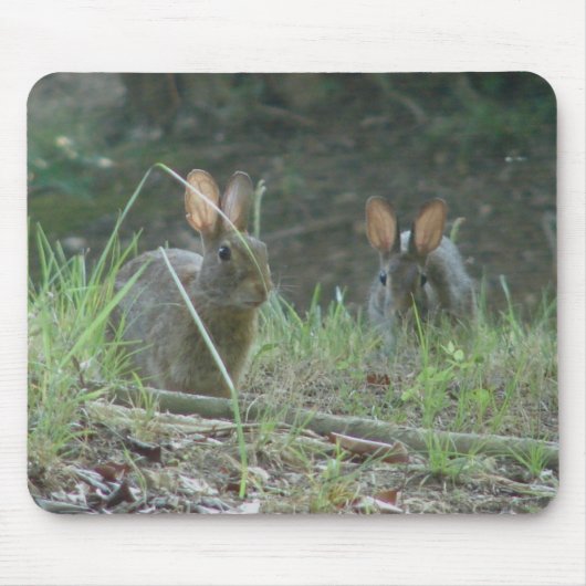 Wilde Rabbits Eastern Cottontail Pair Apparel Gesc Mousepad (Vorne)