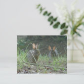 Wilde Rabbits Eastern Cottontail Pair Apparel Gesc Postkarte (Stehend Vorderseite)
