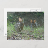 Wilde Rabbits Eastern Cottontail Pair Apparel Gesc Postkarte (Vorne/Hinten)