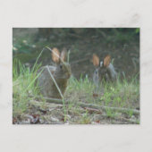 Wilde Rabbits Eastern Cottontail Pair Apparel Gesc Postkarte (Vorderseite)