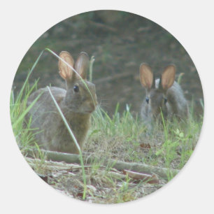 Wilde Rabbits Eastern Cottontail Pair Apparel Gesc Runder Aufkleber