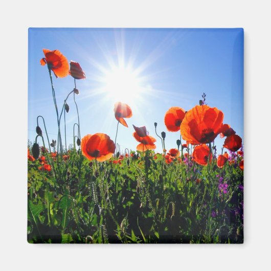 Wilde Red Poppies-Blume Magnet (Vorne)