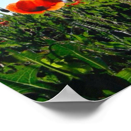 Wilde Red Poppies-Blume Poster (Ecke)