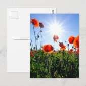 Wilde Red Poppies-Blume Postkarte (Vorne/Hinten)