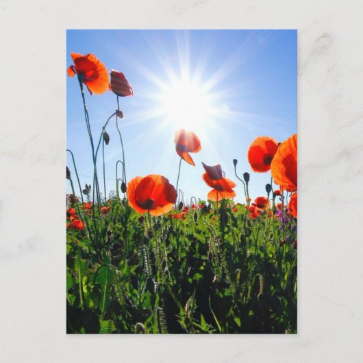 Wilde Red Poppies-Blume Postkarte (Vorderseite)