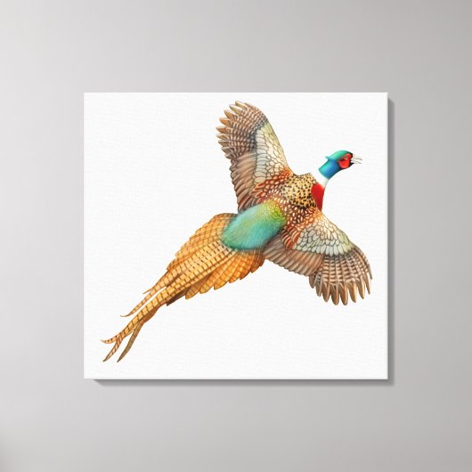 Wilde Ringneck Pheasant ummantelte Canvas Leinwanddruck (Vorderseite)