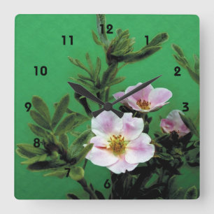 wilde rosa Rosenblüten in Grün, Elegant Quadratische Wanduhr