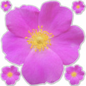 Wilde Rose 2 Aufkleber (Vorderseite)