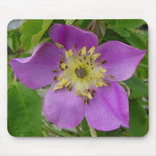 Wilde Rose Albertas der stacheligen Rosen-F13 Mousepad (Vorne)